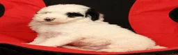 Mini Sheepadoodle dogs for sale: Buster - Ad 9