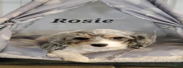 Rosie