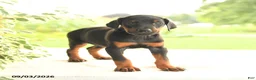 Doberman Pinscher dogs for sale: Autumn - Ad 3
