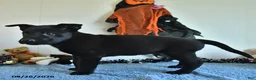 Belgian Malinois dogs for sale: Lupin - Ad 9
