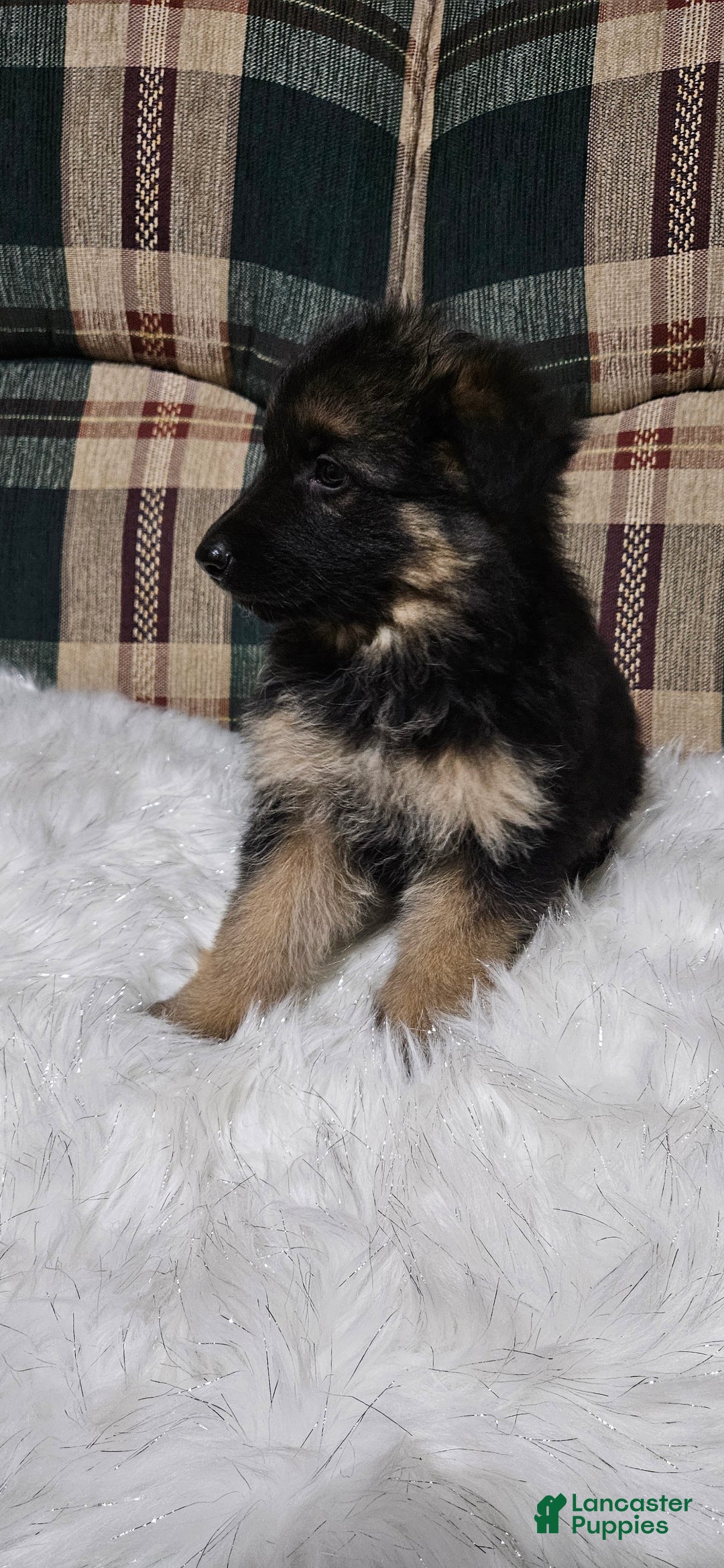 German Shepherd dogs for sale: Chloe - Ad 7