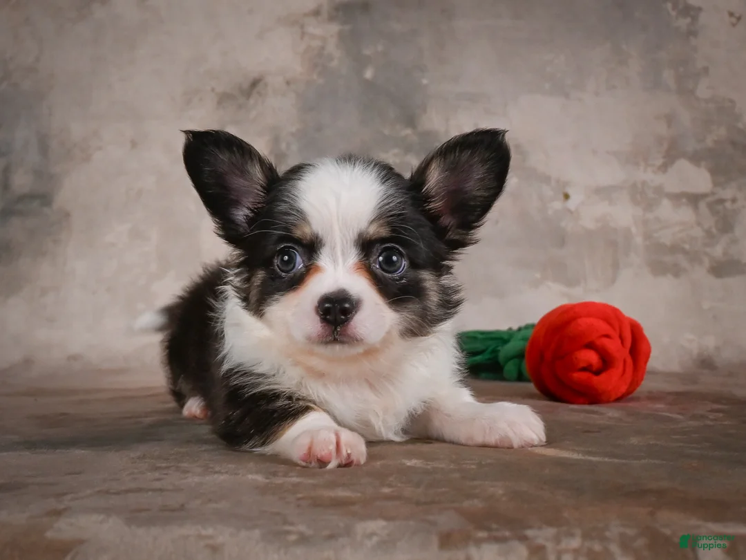 Chihuahua dogs for sale: Elvis - Ad 1