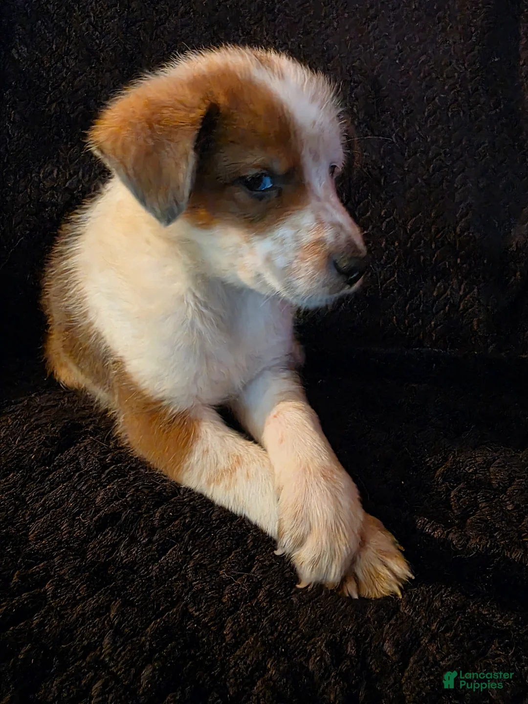 Mixed Breed dogs for sale: Radar - Ad 2