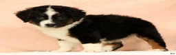 Mini Aussiedoodle dogs for sale: Lonnie - Ad 5