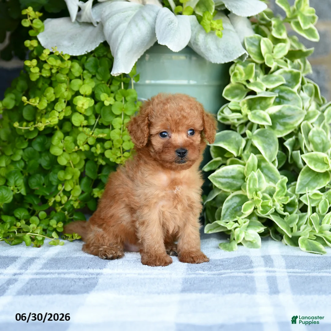 Mini Goldendoodle dogs for sale: Krista - Ad 2