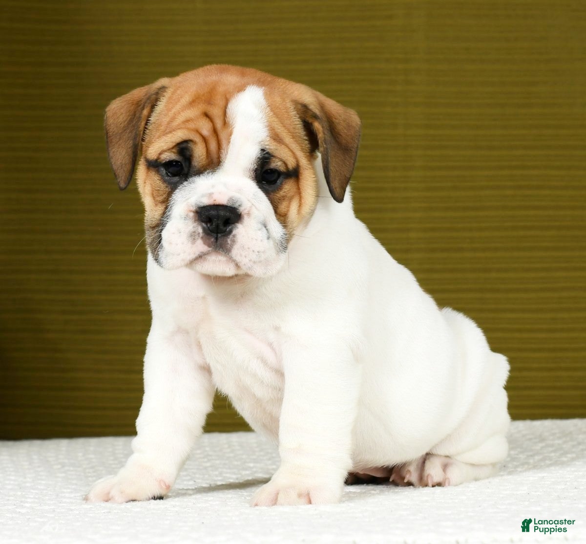 English Bulldog Puppies for sale Lancaster Puppies