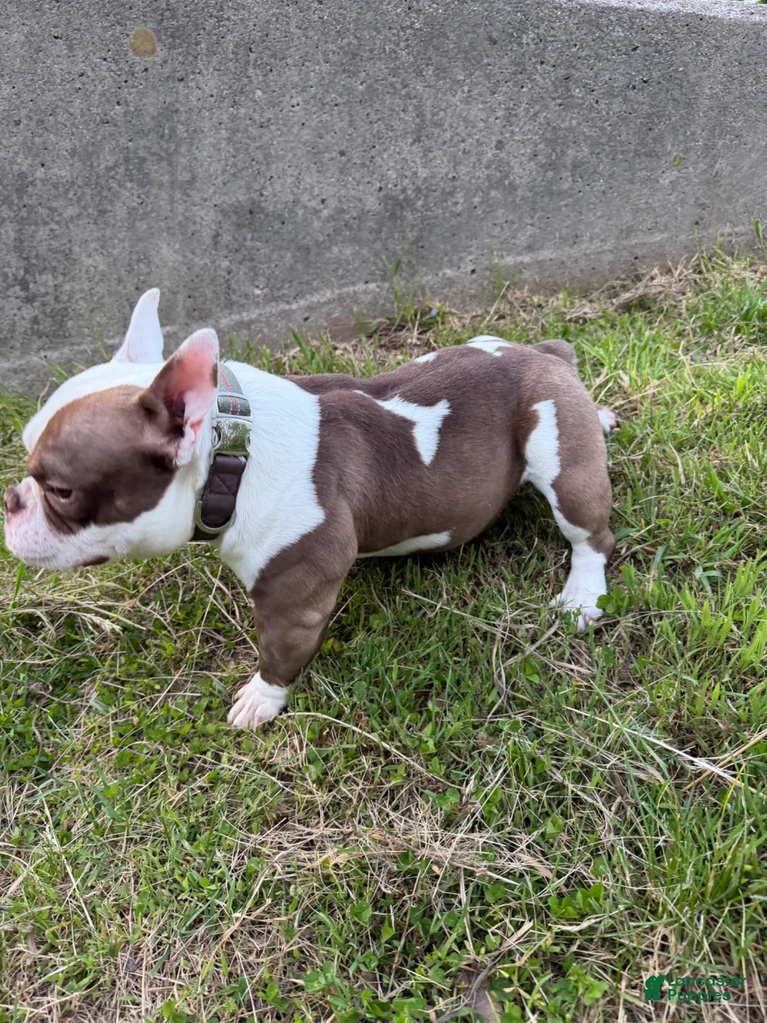 American Bully dogs for stud: APOLLO CREED –MICRO POCKET AMERICAN BULLY  - Ad 2