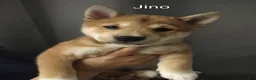 Shiba Inu dogs for sale: Jino - Ad 1