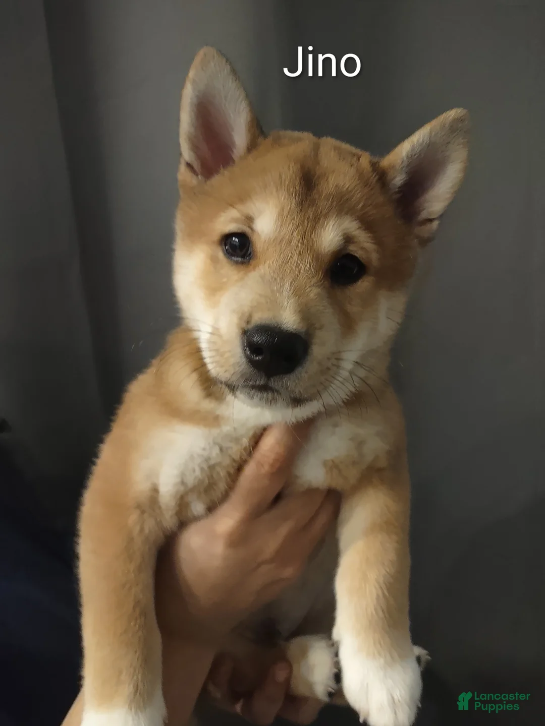 Shiba Inu dogs for sale: Jino - Ad 1