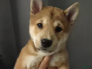 Shiba Inu dogs Jino - Ad 2