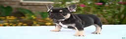 French Bulldog dogs for sale: Carmen  - Ad 9
