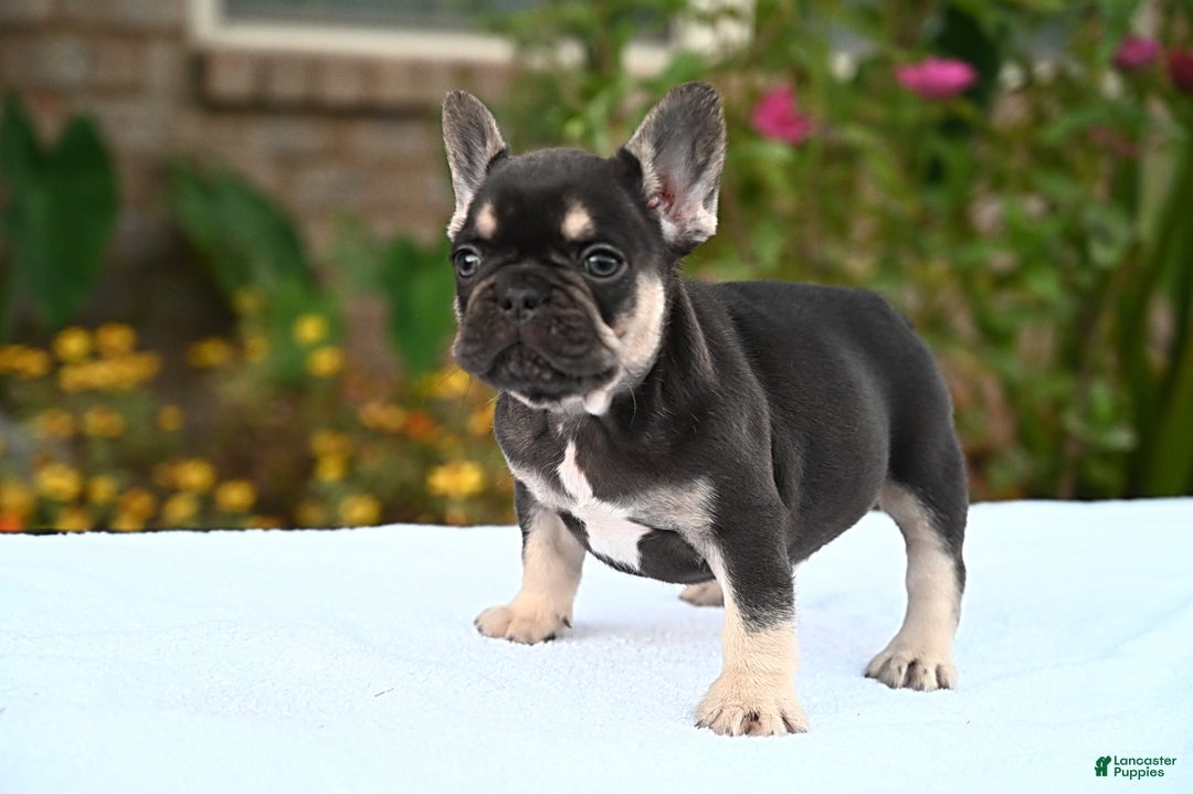 French Bulldog dogs for sale: Carmen  - Ad 9