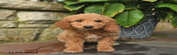 Mini Goldendoodle dogs for sale: Bailey  - Ad 3