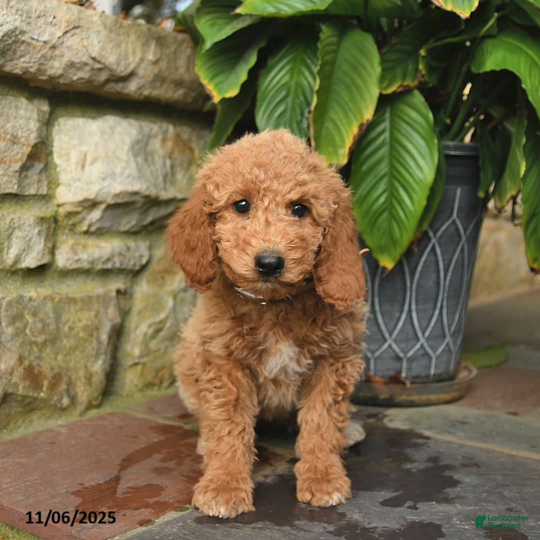 Mini Goldendoodle dogs for sale: Bailey  - Ad 3