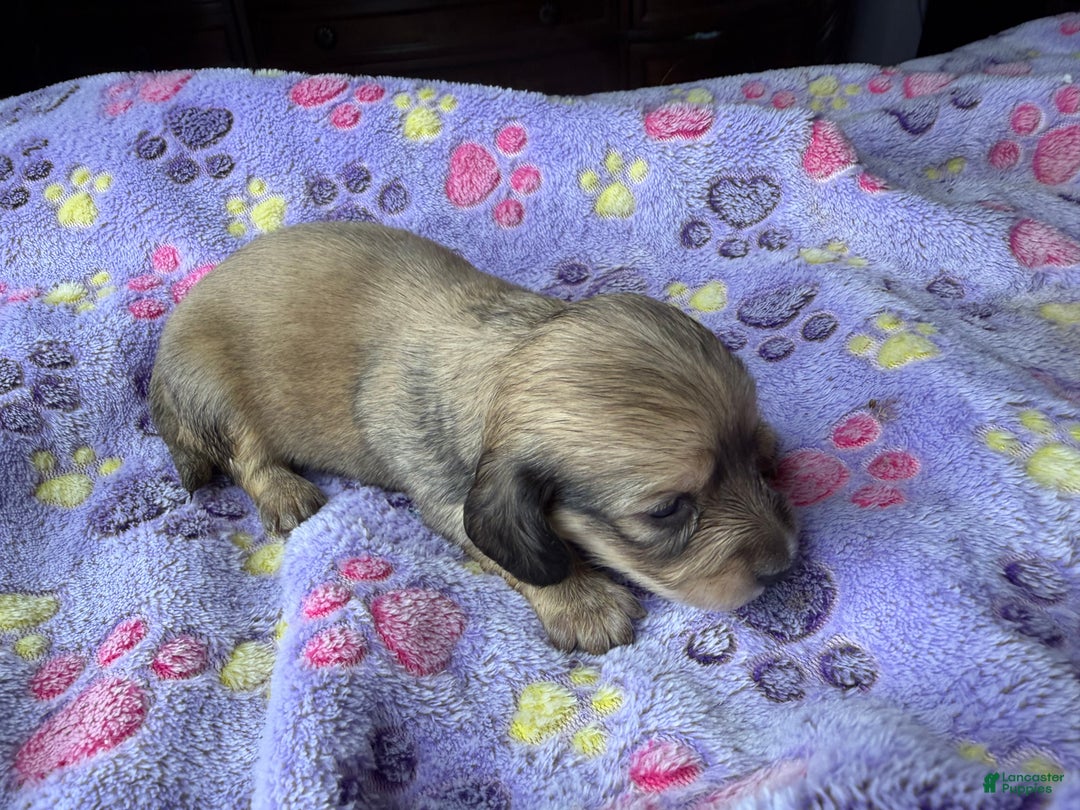 Miniature Dachshund dogs for sale: Cream - Ad 12