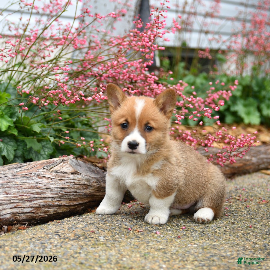 Welsh Corgi Pembroke dogs Patrick - Ad 2