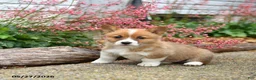 Welsh Corgi Pembroke dogs for sale: Patrick - Ad 2