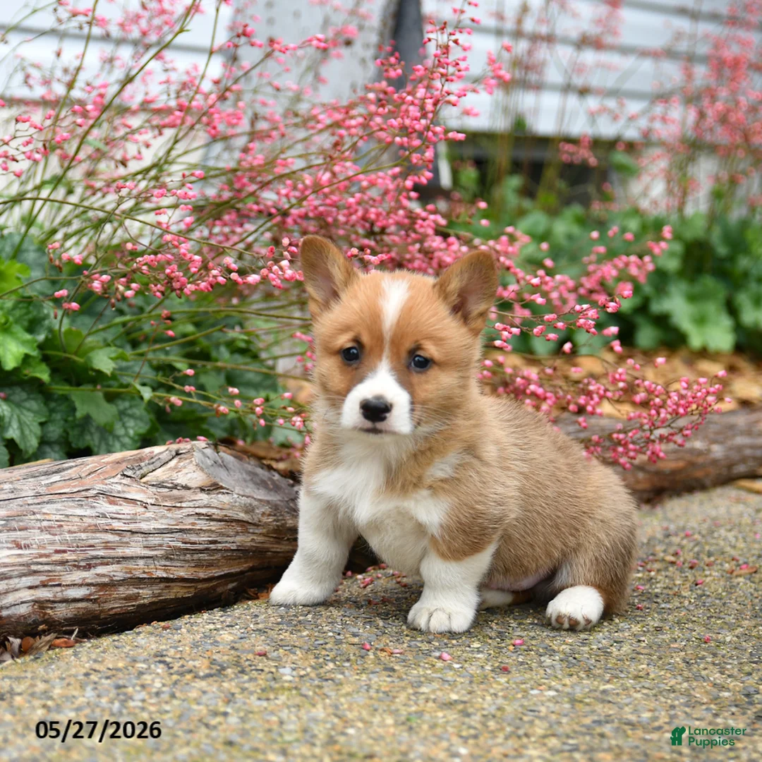 Welsh Corgi Pembroke dogs for sale: Patrick - Ad 2