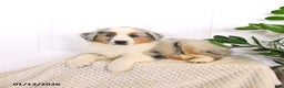 Miniature Australian Shepherd dogs for sale: Marcas - Ad 2
