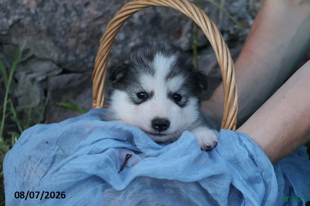 Alaskan Malamute dogs for sale: Yukon - Ad 1