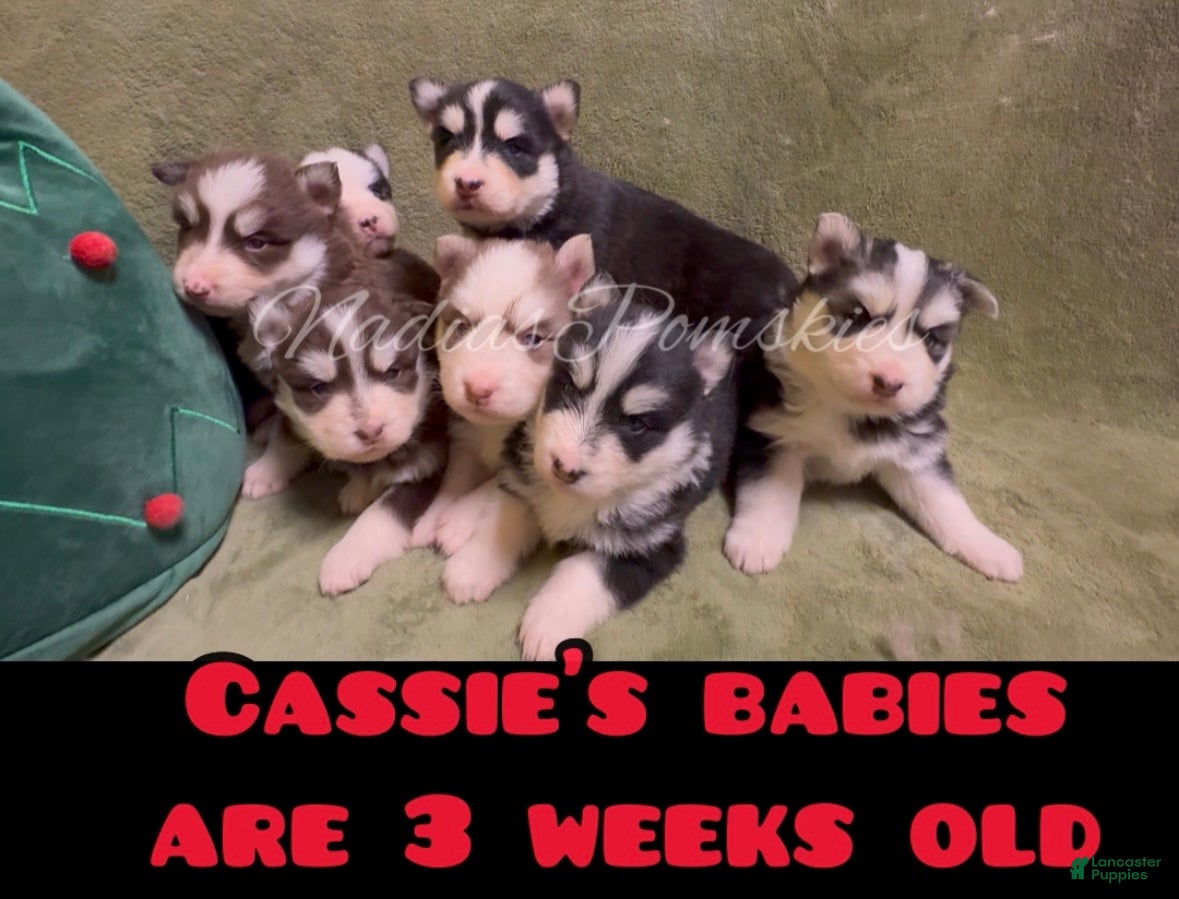 Pomsky dogs Pomsky Puppy 1 - Ad 2