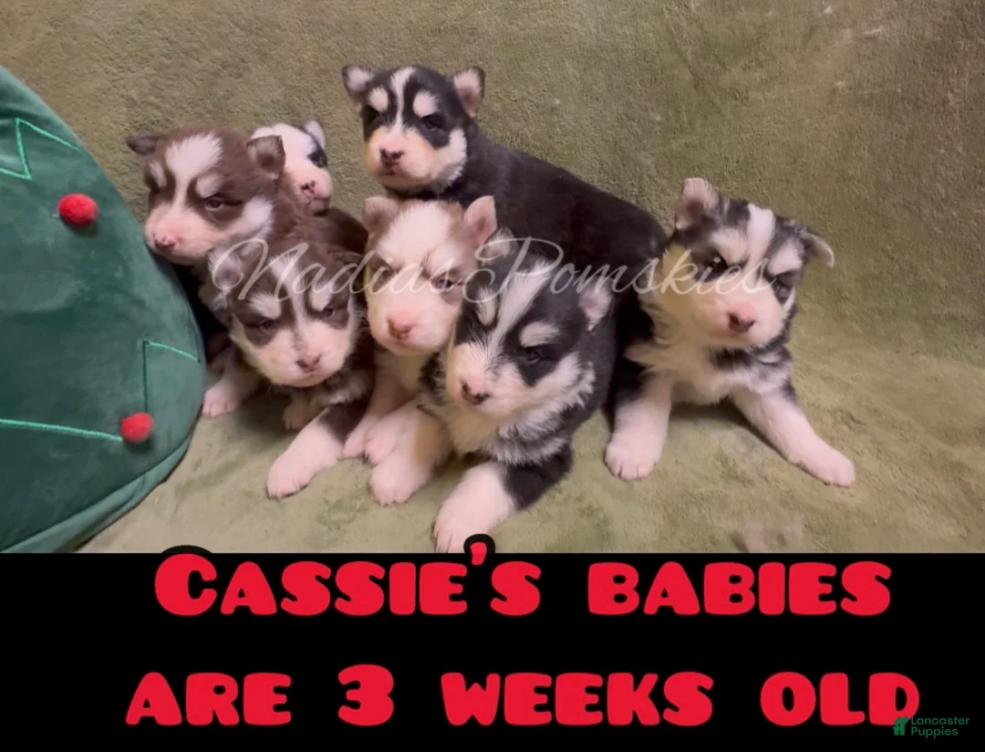 Pomsky dogs for sale: Pomsky Puppy 1 - Ad 2