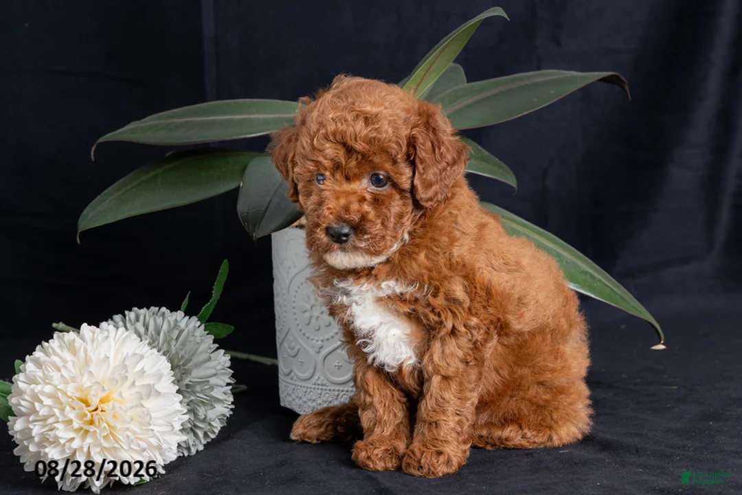 Miniature Poodle dogs for sale: Walnut - Ad 4