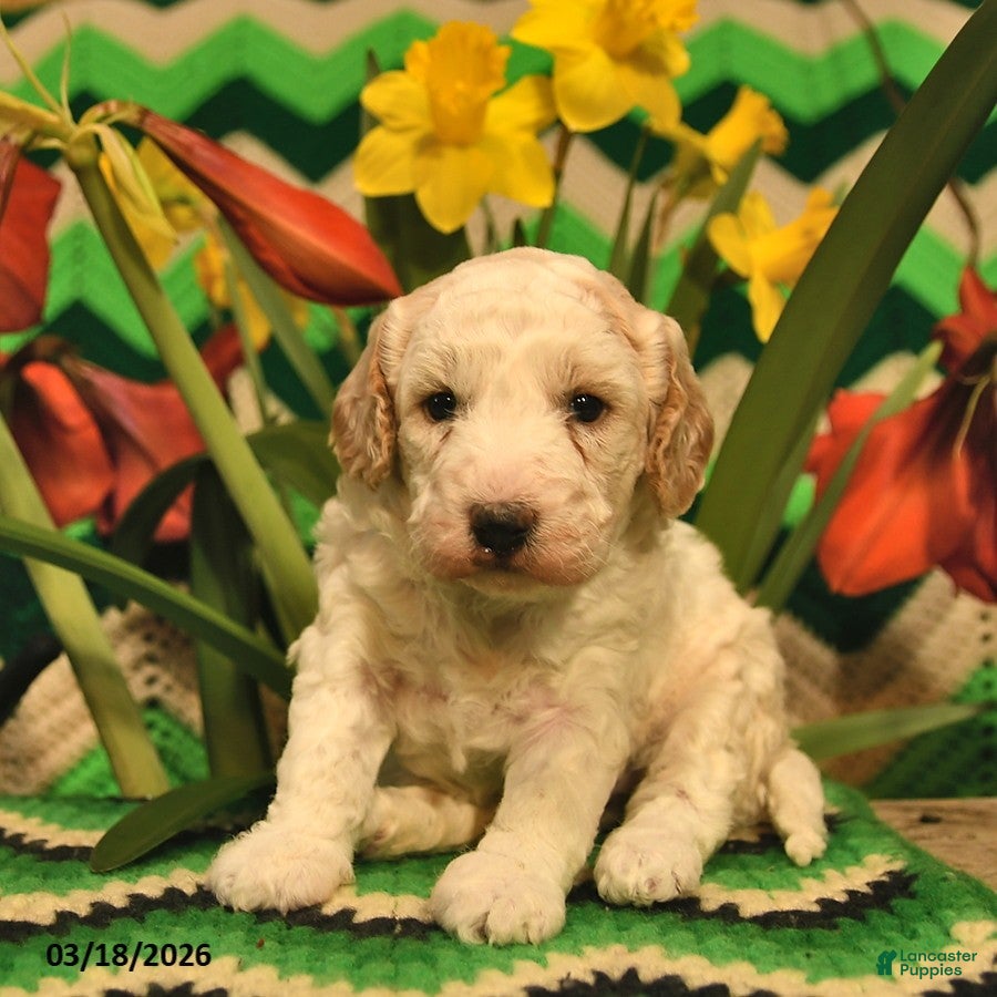 Mini Goldendoodle dogs Spot  - Ad 1