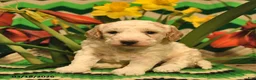 Mini Goldendoodle dogs for sale: Spot  - Ad 1