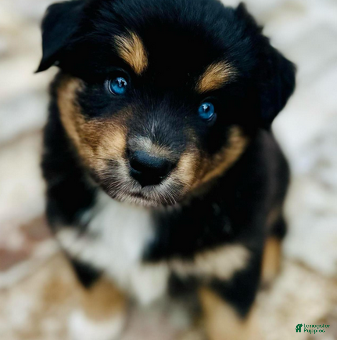 Miniature Australian Shepherd dogs for sale: Gunnar - Ad 5