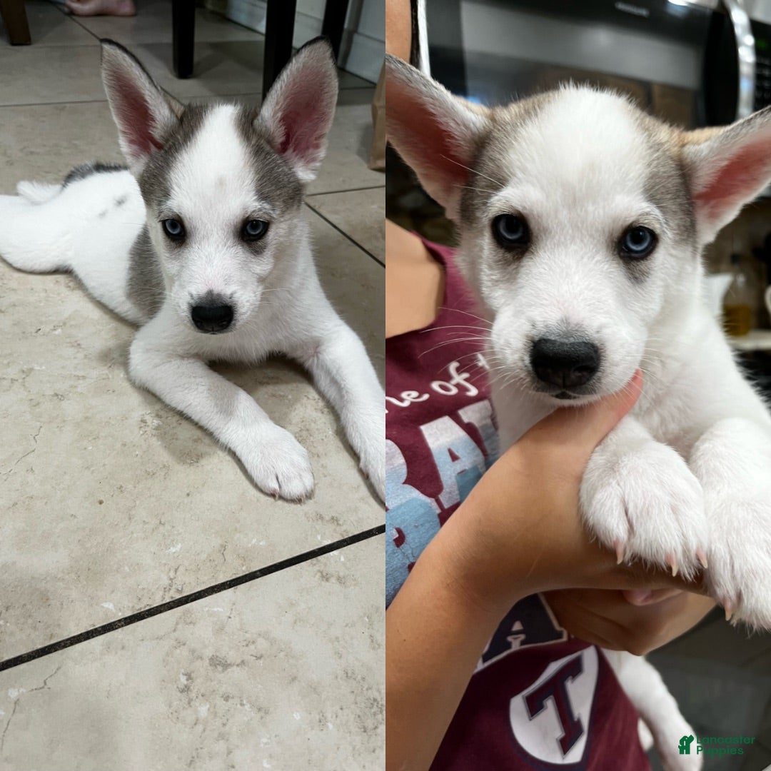 Siberian Husky dogs Siberian Husky 7 - Ad 38