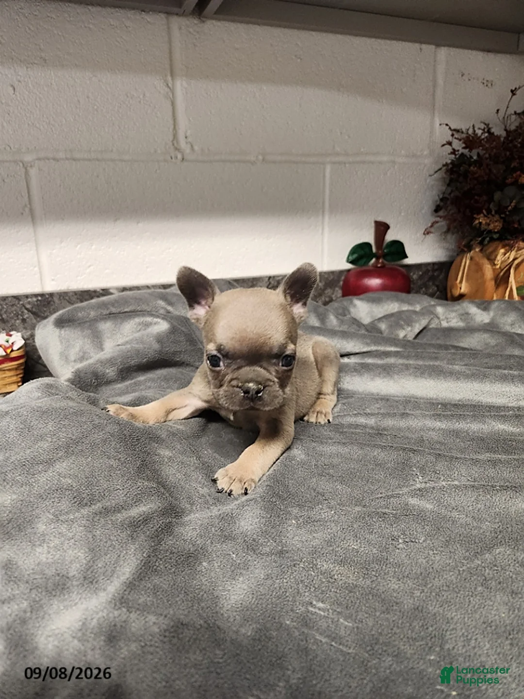 French Bulldog dogs for sale: Atlee - Ad 1
