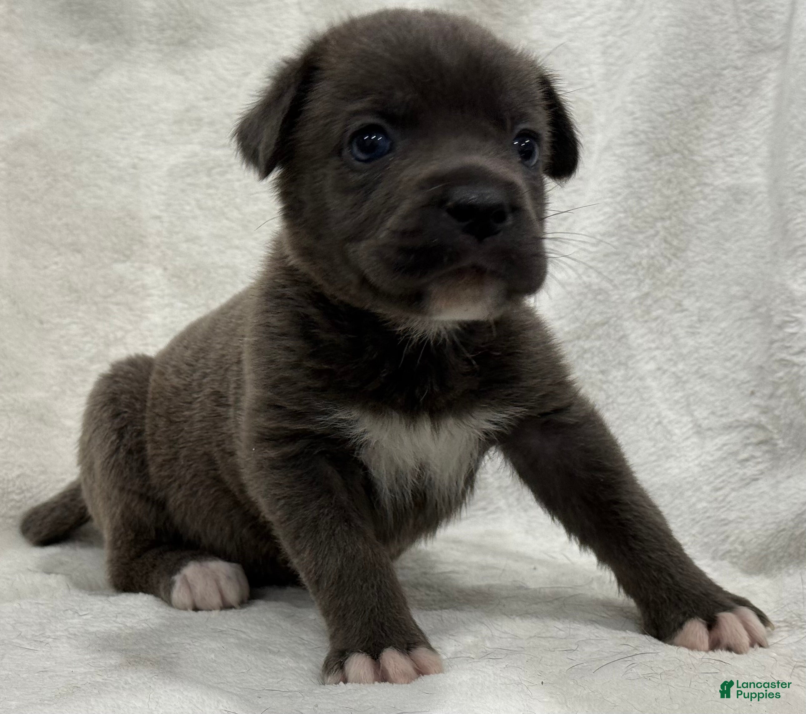 Cane Corso dogs Davina - Ad 26