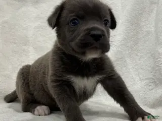 Cane Corso dogs Davina - Ad 26