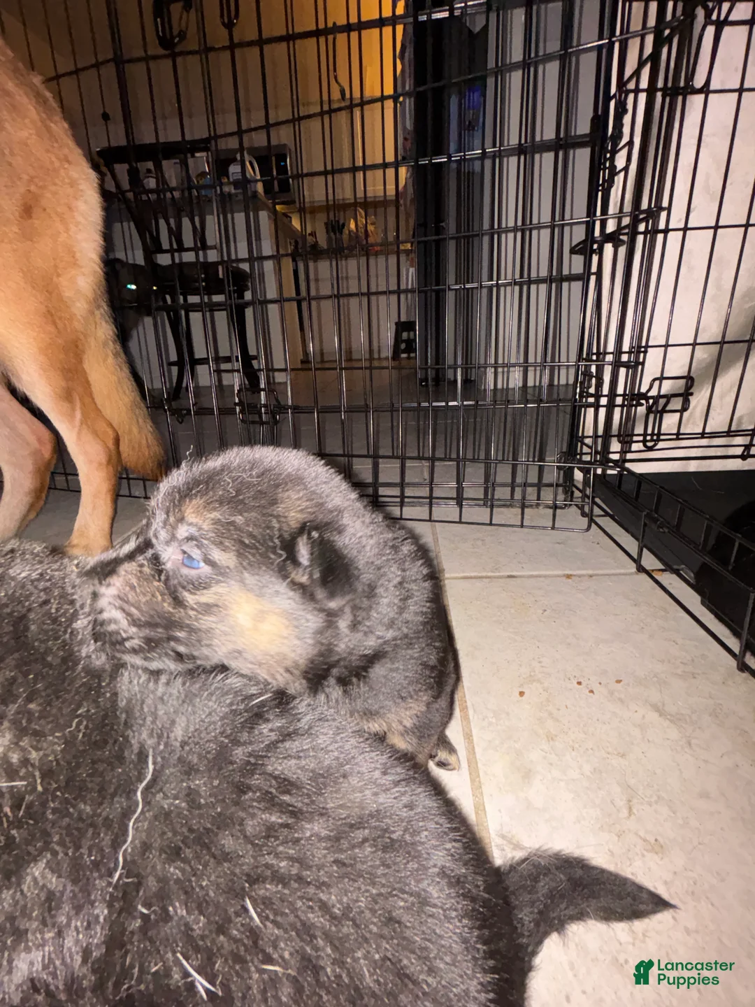 Gerberian Shepsky dogs for sale: Shadow - Ad 2