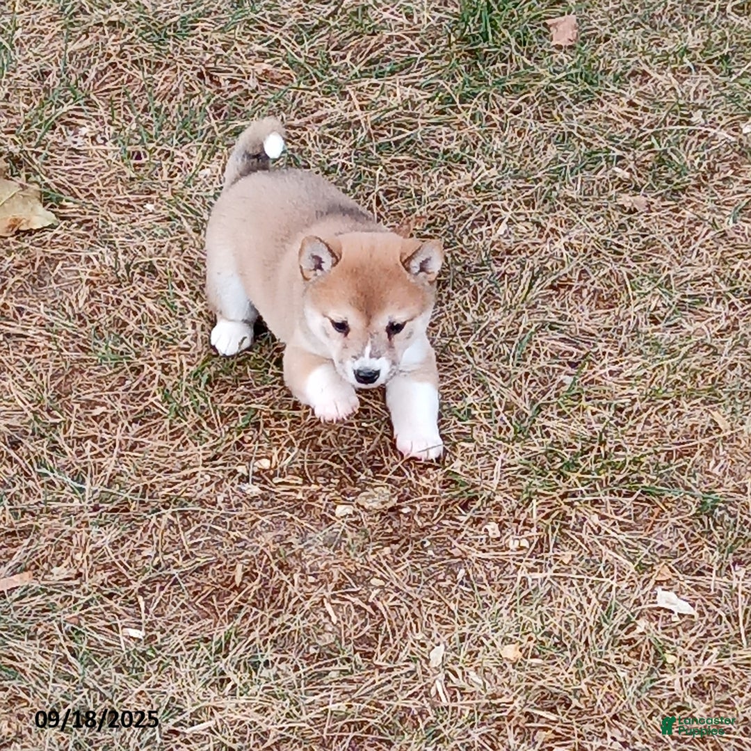 Shiba Inu dogs for sale: Honey - Ad 1