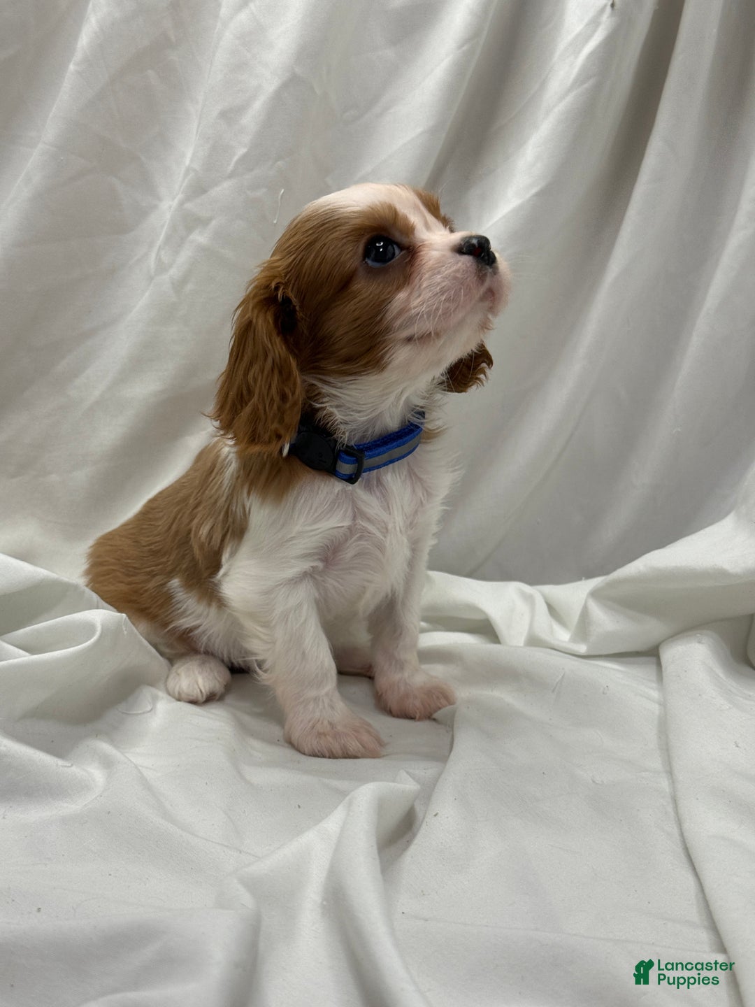 Cavalier King Charles Spaniel dogs for sale: Blue - Ad 1