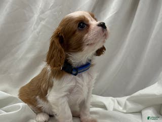 Cavalier King Charles Spaniel dogs Blue - Ad 34