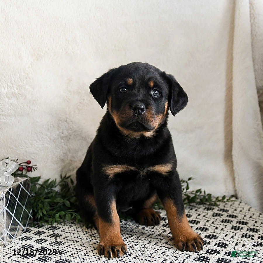 Rottweiler dogs Indie - Ad 6