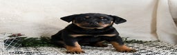Rottweiler dogs for sale: Indie - Ad 1