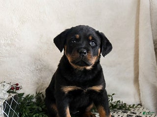 Rottweiler dogs Indie - Ad 6