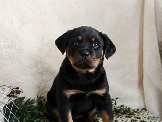 Rottweiler dogs Indie - Ad 29