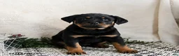 Rottweiler dogs for sale: Indie - Ad 1