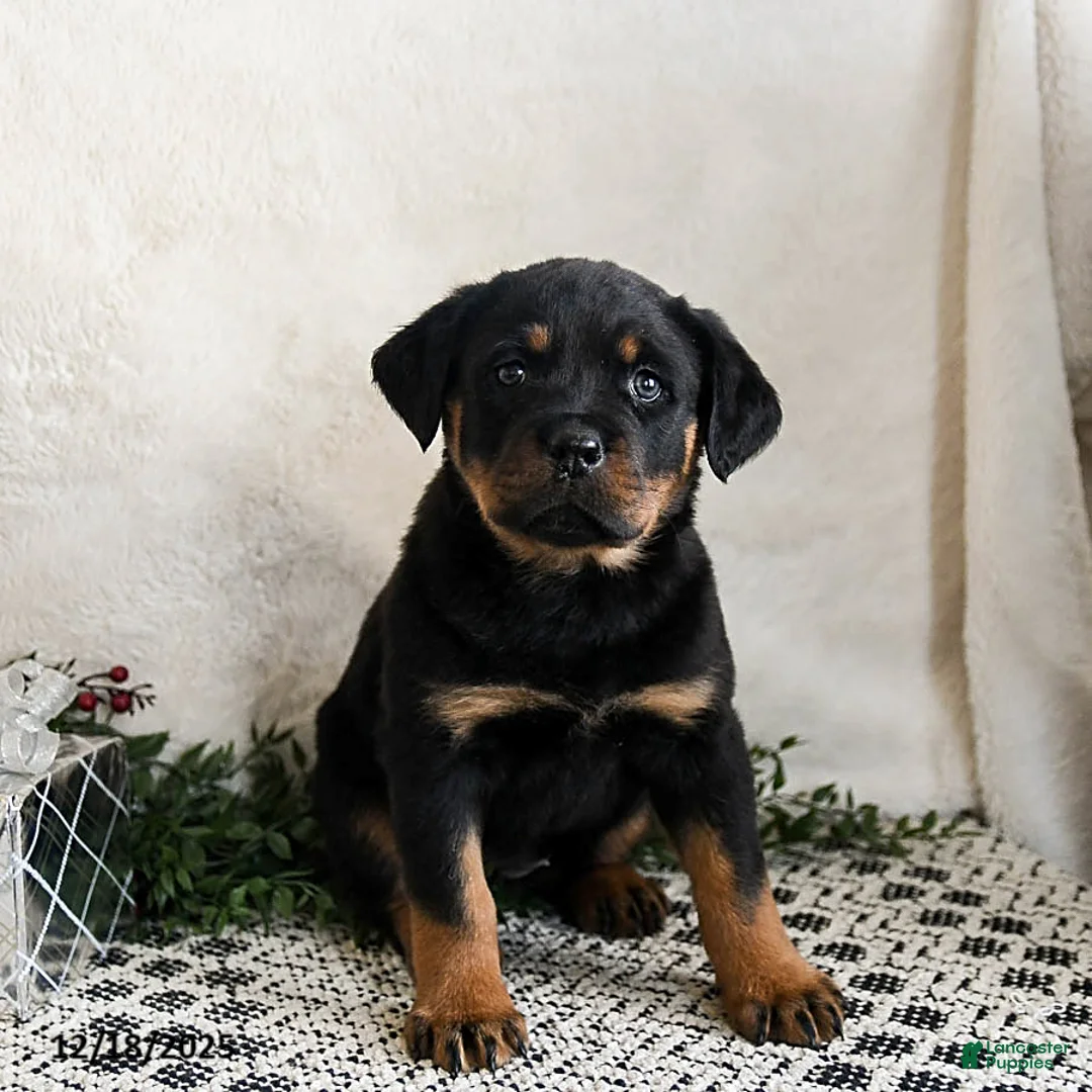 Rottweiler dogs for sale: Indie - Ad 1