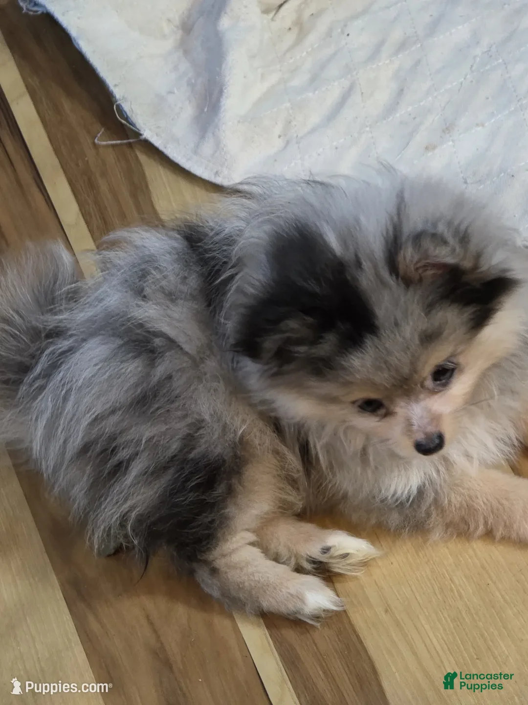 Pomeranian dogs for sale: Akc ginger  - Ad 2