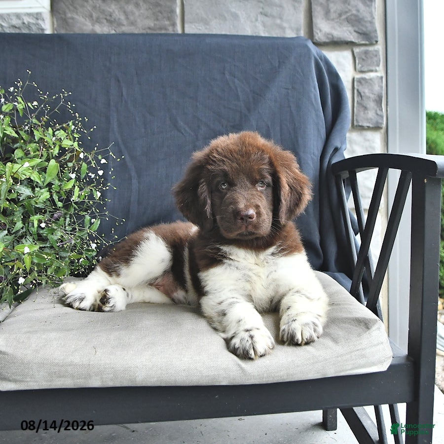 Newfoundland dogs Jade - Ad 2