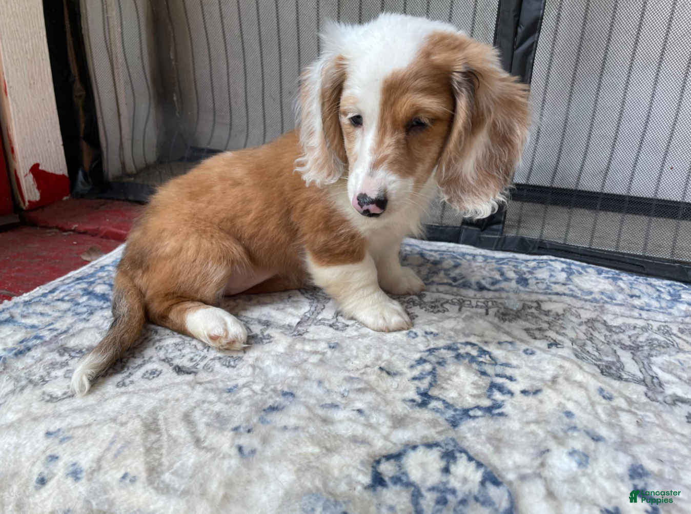 Miniature Dachshund dogs Girl 2 - Ad 2
