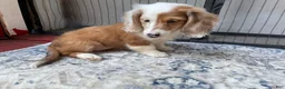 Miniature Dachshund dogs for sale: Girl 2 - Ad 2