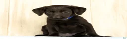 Labrador Retriever dogs for sale: Brinly - Ad 5