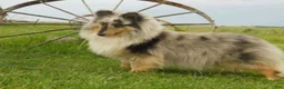 Shetland Sheepdog dogs for sale: Willow - Ad 2